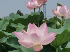 -嘉北郊野公园