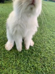 -萌宠亲子动物乐园(槐房万达店)