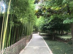 -陈家山荷花公园