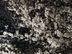 -高东镇樱花园