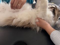 -安安宠医宠物医院·异宠·犬猫内科(岳阳分院)
