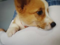 -汪说·狗咖(旺城大厦店)