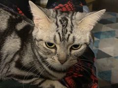 -猫大福·Fortune Cat猫舍(百子湾店)