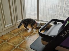 -佳怡动物医院·平价24小时·猫专科骨外科