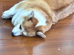 -汪说·狗咖·拼豆·宠物周边DIY(旺城大厦店)