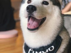 -Husky Go! 哈士奇体验馆·宠物咖啡厅狗咖
