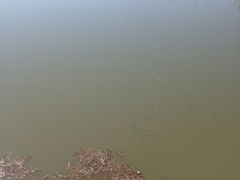 -哈素海