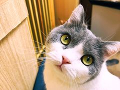 -MOCHA明星猫咖(田子坊店)