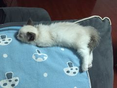 -Bastet sally猫舍购宠(静安店)