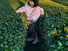-雪绿茶博物馆