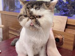 -喵园·猫主题咖啡厅·撸猫·猫咖(国贸店)