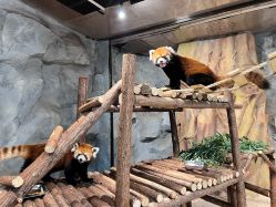 -Zoolung Zoolung动物主题公园(海信广场店)