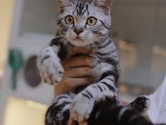 -lincat·猫舍(广州店)