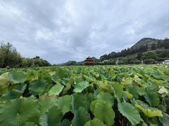 -安龙招堤