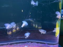 -欢乐海岸海洋奇梦馆