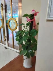 点击看大图 -Dr.林醫生产后修复·超级店(南京江宁同曦店)