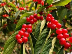 -北京西山国家森林公园