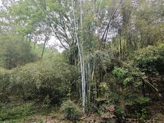-潜山国家森林公园