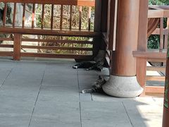 -杭州半山国家森林公园