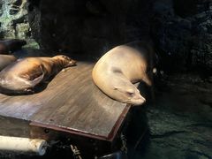 -大阪海游馆