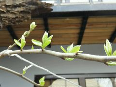 android_upload_pic-后海16号·北京私房菜