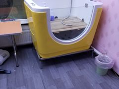 -喵百万·布偶·蓝金金渐层英短·猫舍(百子湾店)