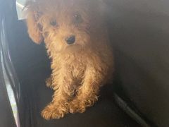 -爱侣宠医·鹦鹉专科·小型哺乳类·异宠专科(灵石路店)