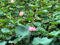 -荔湾湖公园