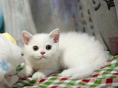 -Bastet sally猫舍购宠(静安店)