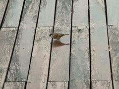 -湖畔居茶楼(湖滨店)