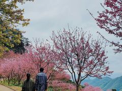 -灵光寺