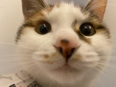 -宠颐生汉谟拉比宠物医院