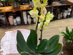 -双季花艺园艺市场(浦东店)