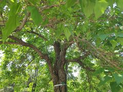 -元大都城垣遗址公园