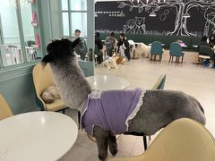 -安格丽娜·狗咖·猫咖羊驼咖(春熙路百盛商场店)