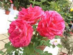 -人民公园(罗湖区)