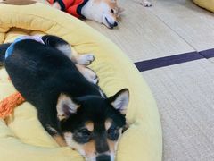 -逗柴咖啡屋·狗咖猫咖宠物桌游