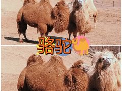 -沈阳森林动物园