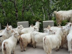 -白草畔自然风景区