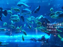 -迪拜水族馆及水下动物园