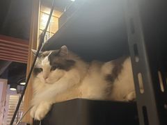 -白兔子密室(长寿路店)