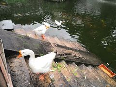 -豫园湖心亭茶楼