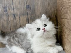 -小猫来了·猫舍(红山六九七九店)