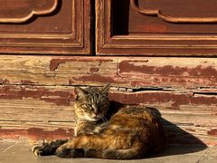 -龙华素斋(龙华路店)