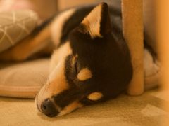 -逗柴咖啡屋·狗咖猫咖宠物桌游