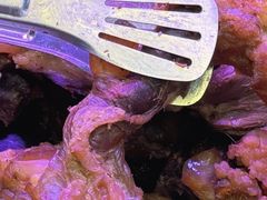 -阿娟牛肉丸·手打牛肉丸·现做现卖