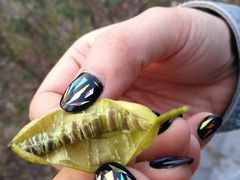 -上海滴水湖皇冠假日酒店