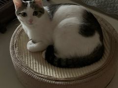 -伟伟宠物医院·CT影像中心·瑞派犬猫综合性门诊(汉口总院)