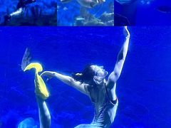 -海合安武汉极地海洋公园