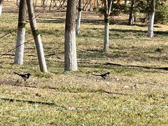 -大兴滨河森林公园